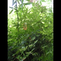 Melia azedarach - Arbre a chapelets (04)
